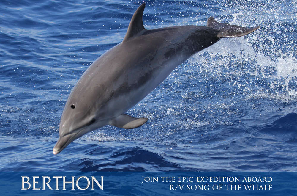join-the-epic-expedition-aboard-rv-song-of-the-whale-4