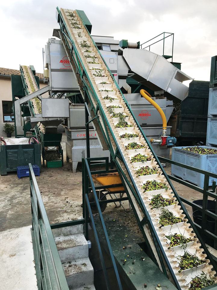 10-olives-heading-to-the-press