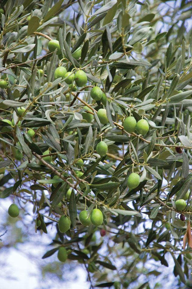 4-olives-ready-for-harvest