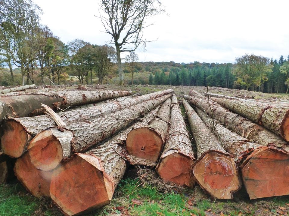 forestry-the-green-investment-2