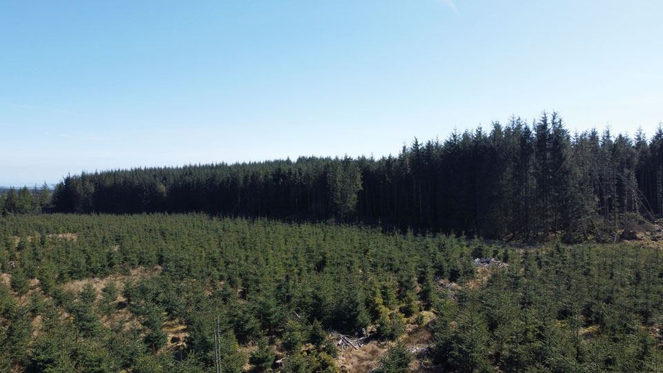 forestry-the-green-investment-3