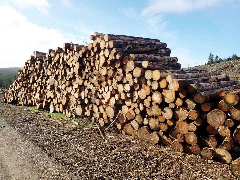 forestry-the-green-investment-4