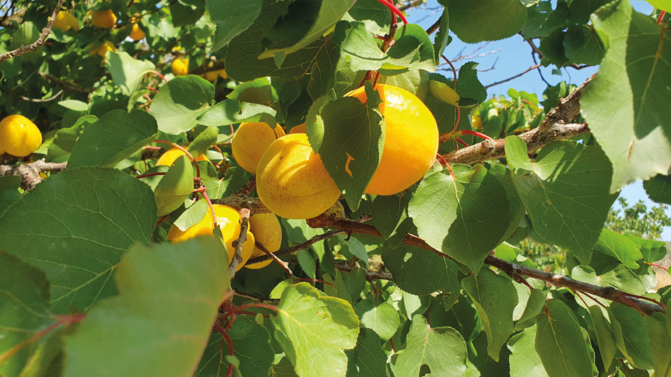 mallorcan-harvest-2