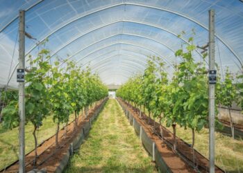 English Wines, Working with Mother Nature and a Little Magic…
