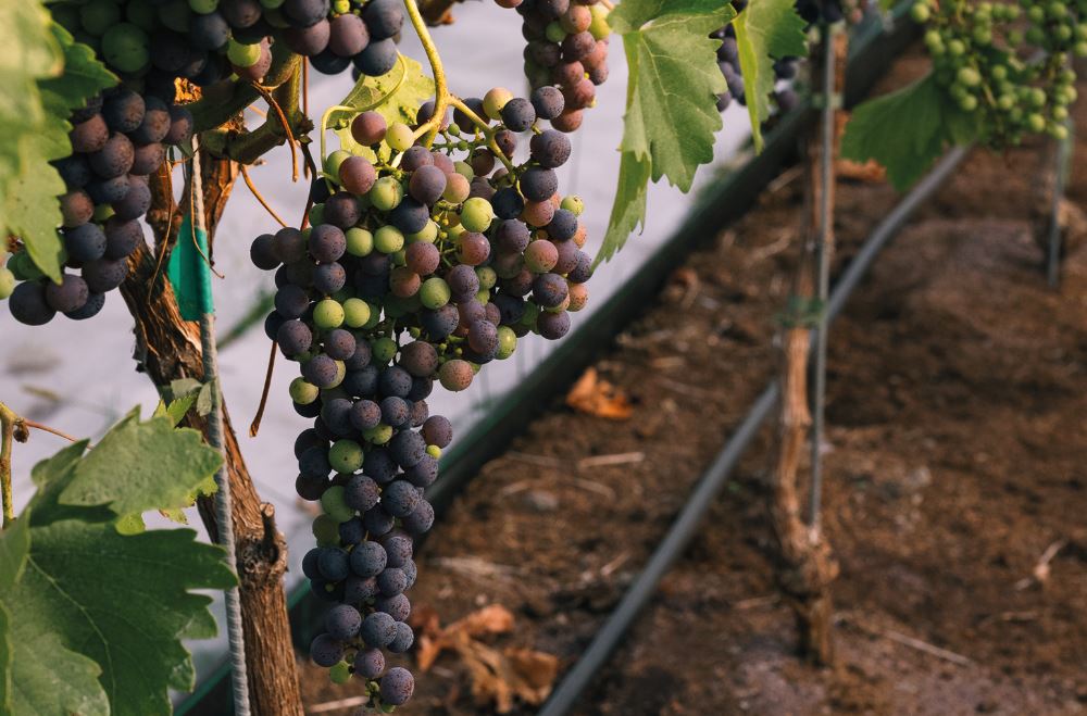 english-wines-8