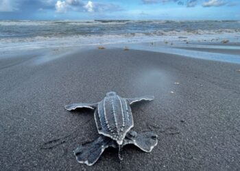 Rum With a Mission: Rosalie Bay Distilling and a New Idea in Ocean Conservation