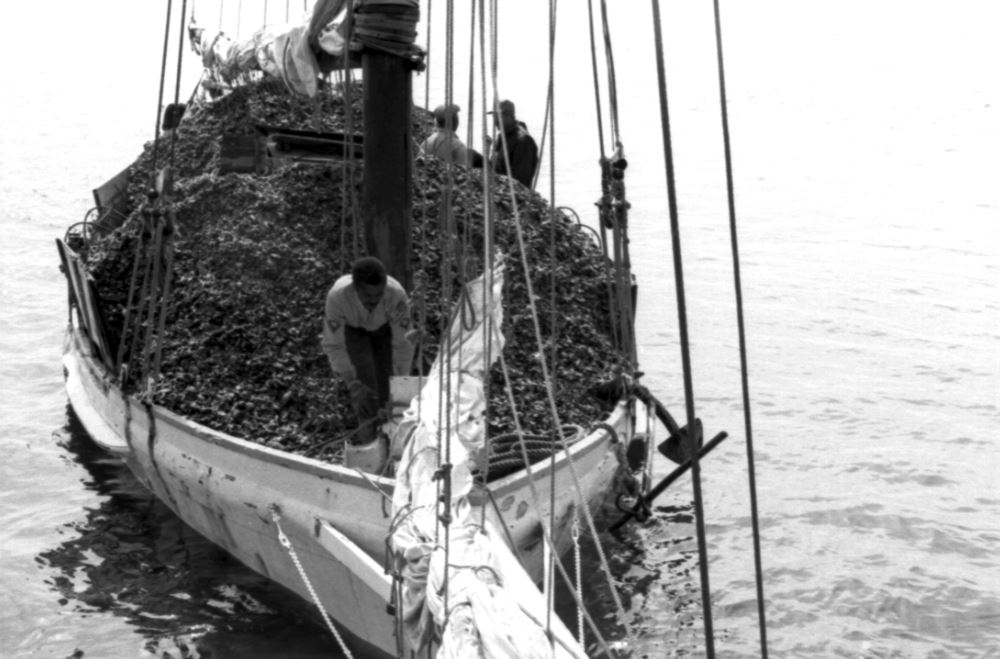 skipjacks-of-chesapeake-bay-5
