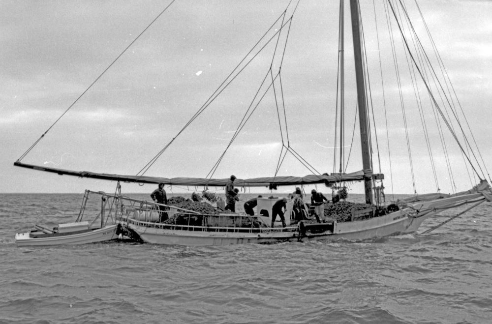 skipjacks-of-chesapeake-bay-6